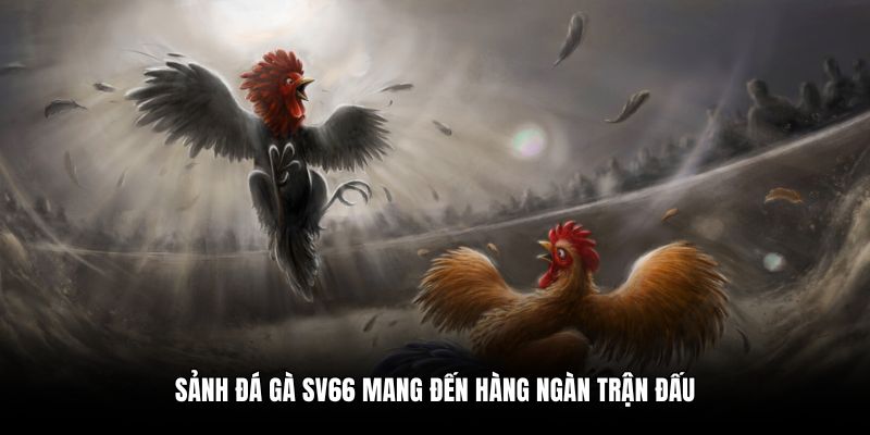 Sảnh đá gà SV66 mang đến hàng ngàn trận đấu