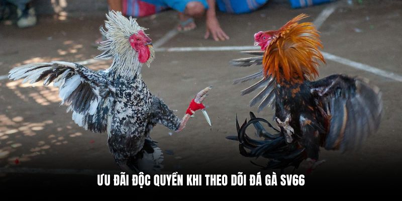 Ưu đãi độc quyền khi theo dõi đá gà SV66