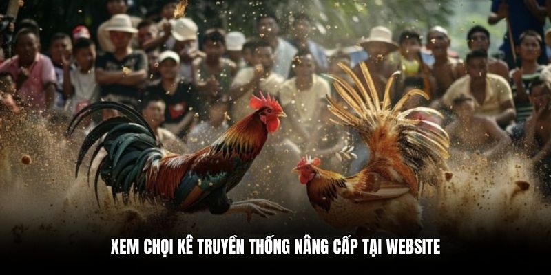 Xem chọi kê truyền thống nâng cấp tại website